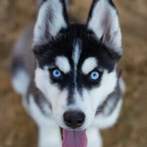 嗷嗚 的個人資料照片