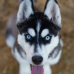 嗷嗚 的個人資料照片